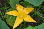 Field pumpkin